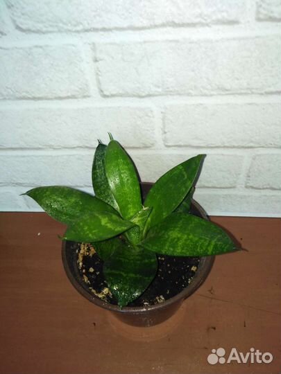 Комнатные цветы