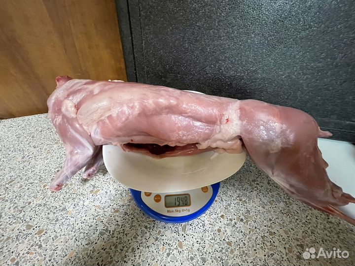 Кролики великаны белый панон