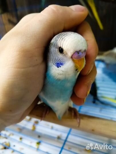 Супер ручные волнистый попугай птенцы с гнезда