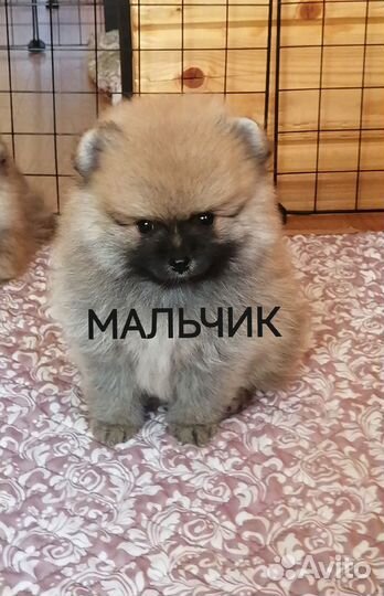 Щенки шпица