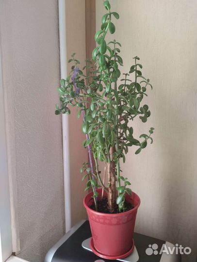 Крассула толстянка (Денежное дерево)