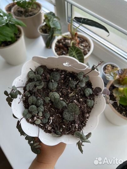 Циропегия вуда