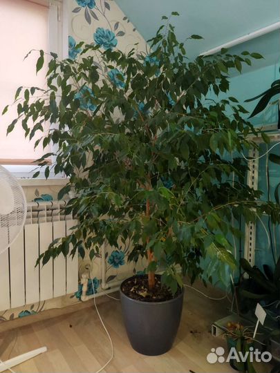 Фикус бенджамина большой