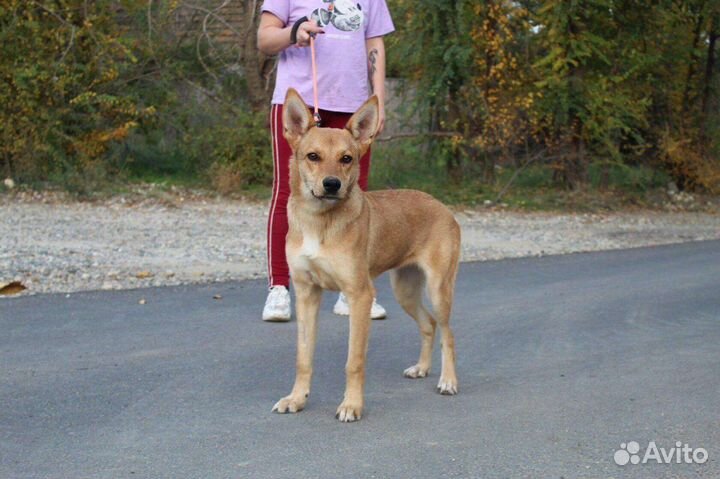 Щенок подросток Лиска ищет дом