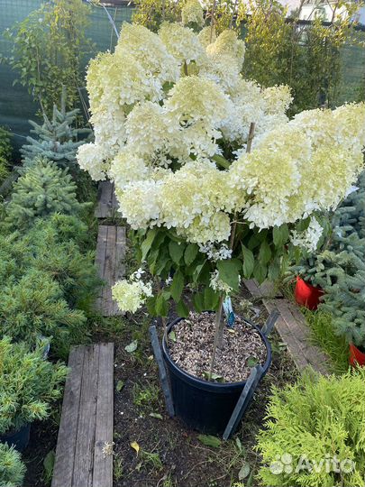 Гортензия на штамбе