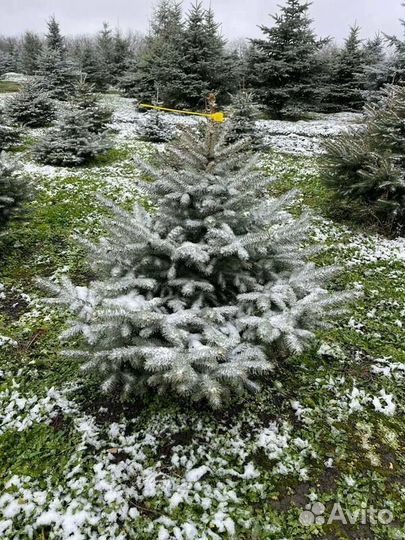 Ель колючая голубая Glauca - extra/300-400 см