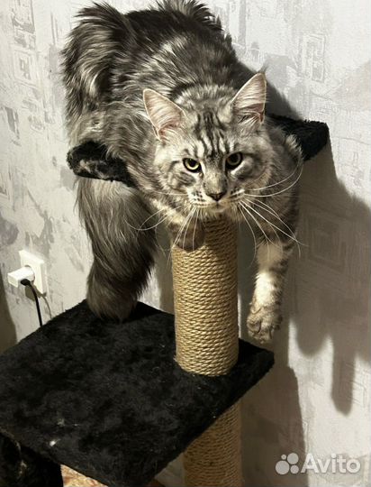 Кот мейн-кун вязка