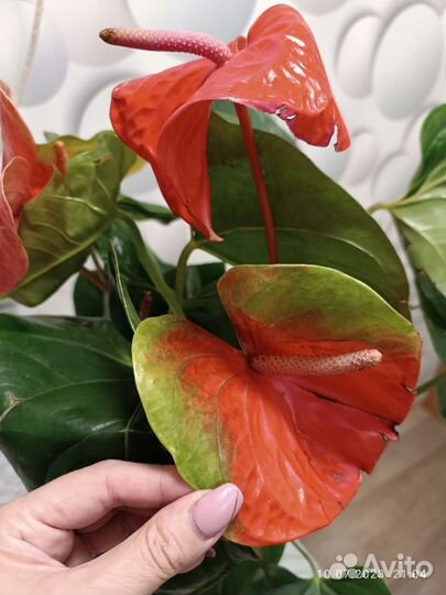 Антуриум Фламинго Оранж