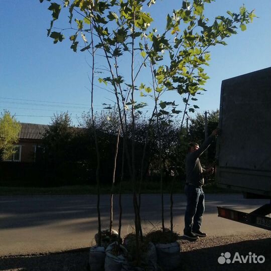 Платан кленолистный рябина тополь акация