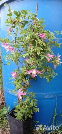 Княжики из семян