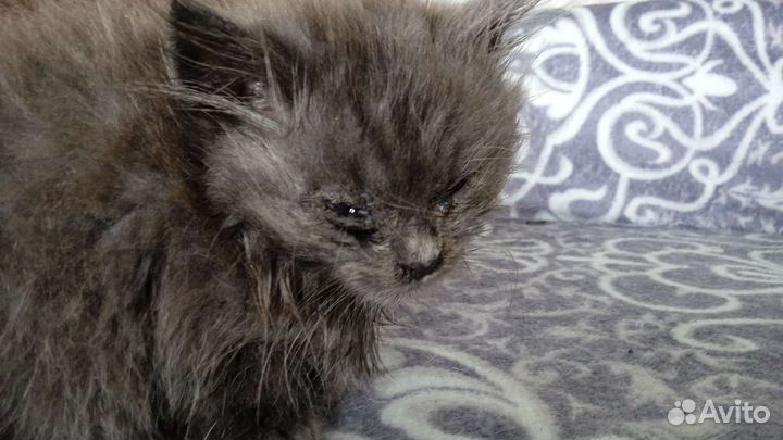 Продаю котят британцы