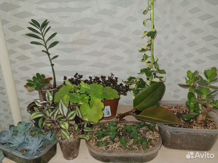 Комнатные растения цветы