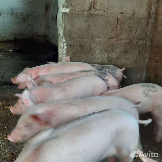 Поросята белая мясная +петрен