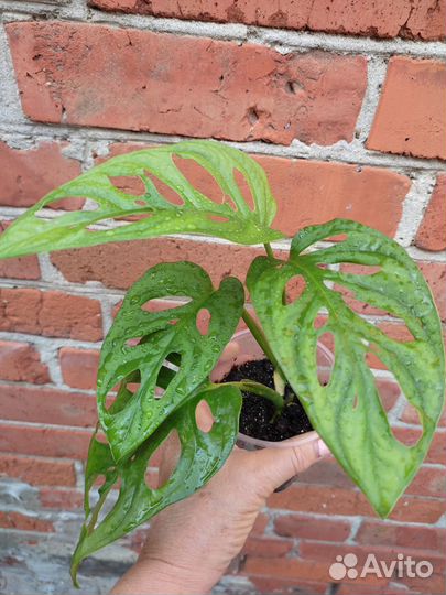 Монстера манки