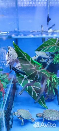 Мурена,крабы радужные и многое другое