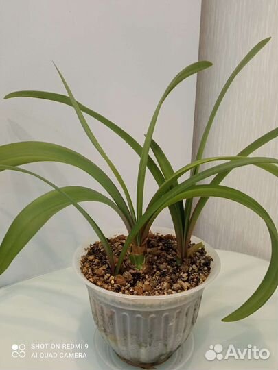 Гиппиаструм