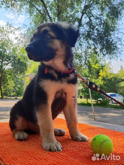 Щенок с сильным характером