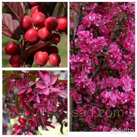 Яблоня декоративная Нездвецкого,Роялти,Хелена