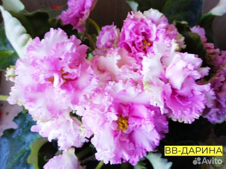 Сортовые фиалки