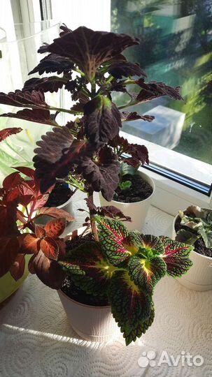 Сортовые фиалки и не только