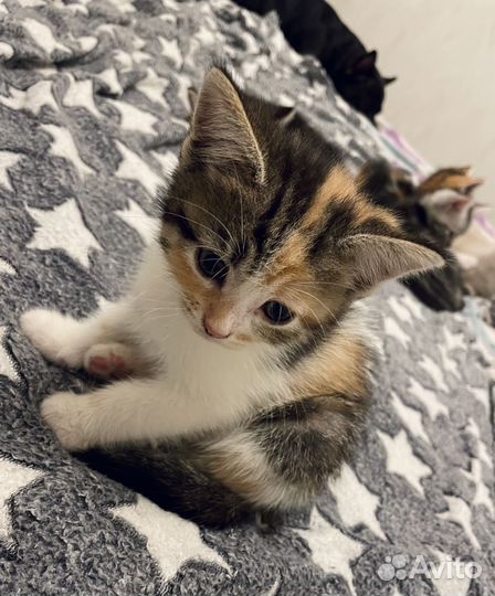 Котята трехцветные в добрые руки