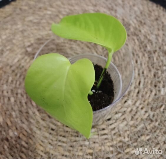 Хойя вайети трик, крестовник, сц. неон