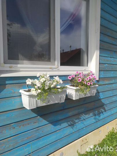 Петуния и вербейник балконный ящик