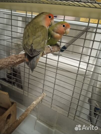 Пара Неразлучников На брони