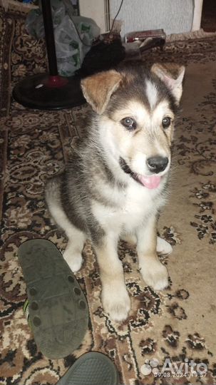 Маламут щенки