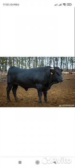 Быки на племя на мясо