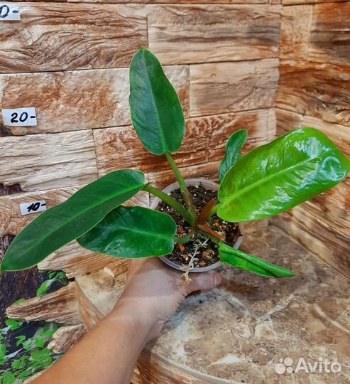 Редкие филодендроны