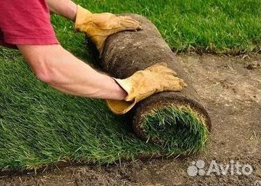 Продажа Рулонного газона