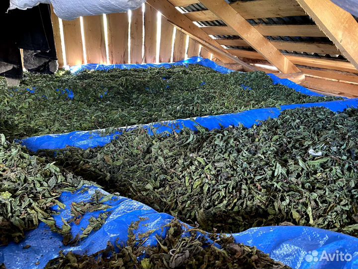 Иван-чай ферментированный