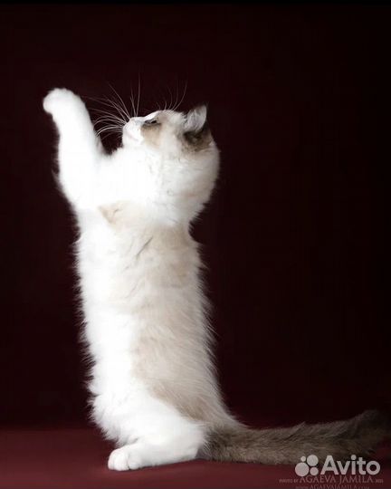 Рэгдолл котик Том