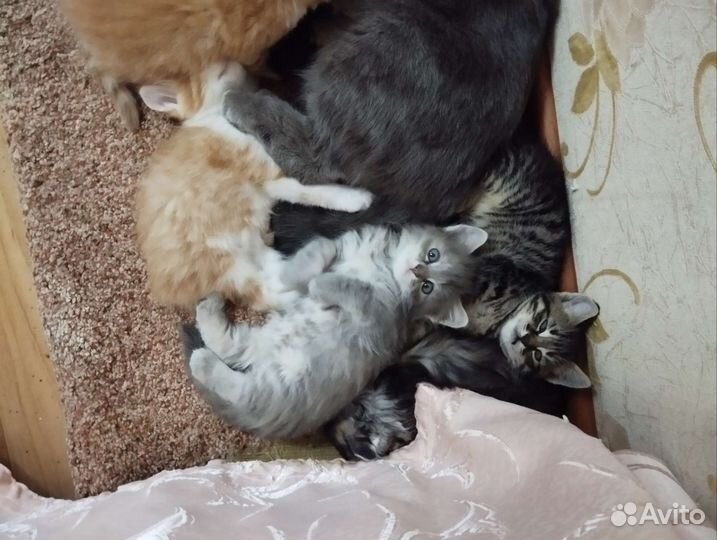 Кошки в добрые руки бесплатно