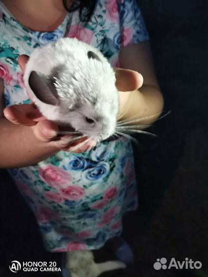 Шиншилла