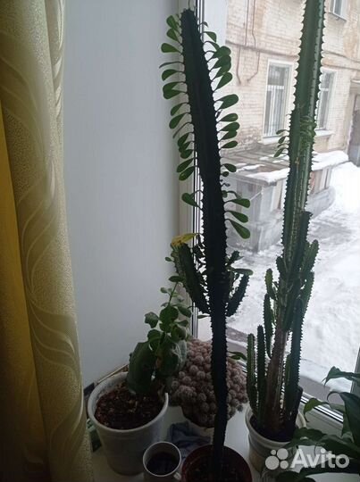 Комнатные цветы