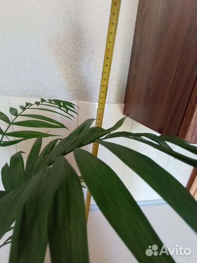 Хамедорея элеганс