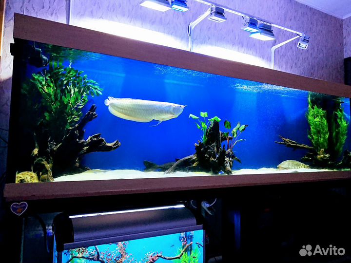 Обслуживание и дизайн аквариума