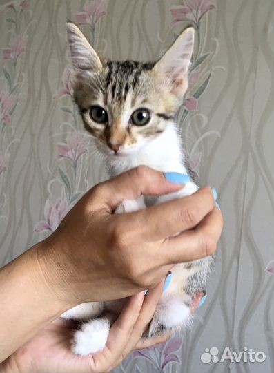 Лапушка ищет дом