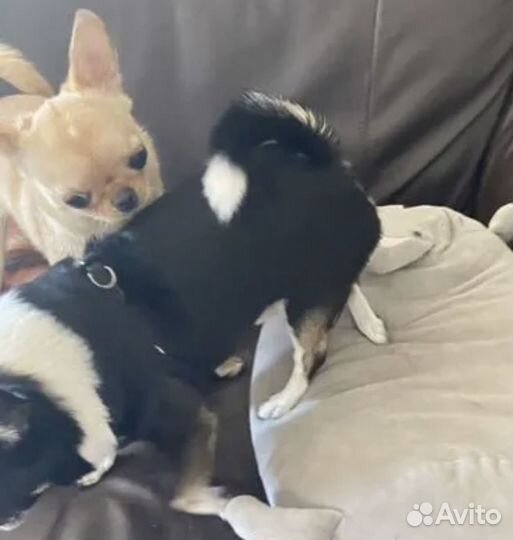 Передержка животных на время отпуска