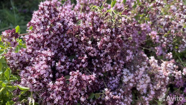 Мед башкирский