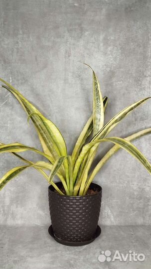 Сансивьерия Лорен