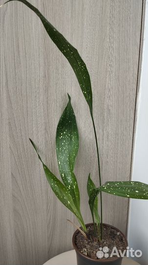 Аспидистра