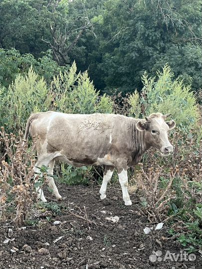 Телки оптом