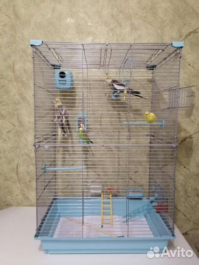 Волнистый попугай пара с клеткой