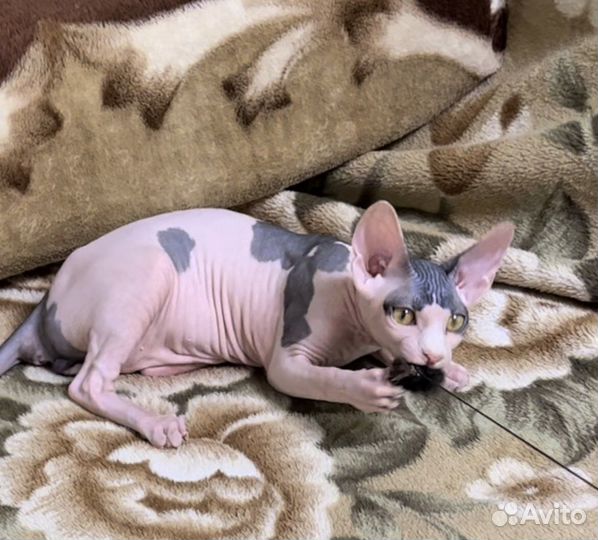Котёнок канадского сфинкса
