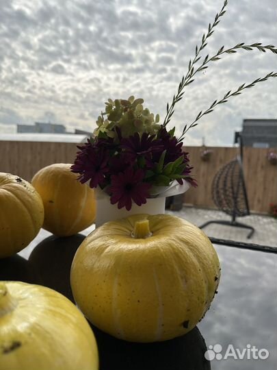 Тыква декоративная