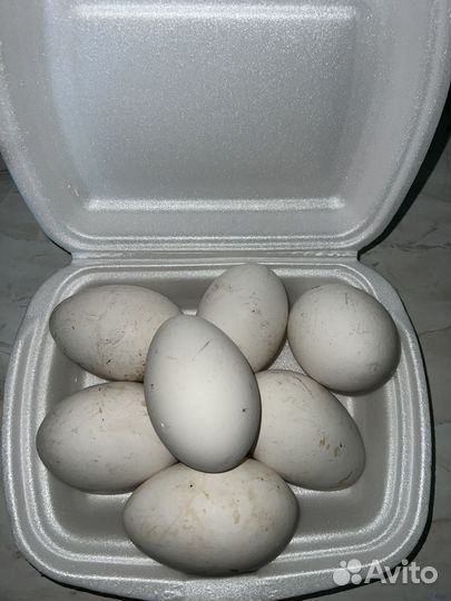 Яйцо домашнее Гусиное