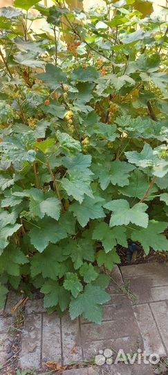 Саженцы смородина красная черная малина крыжовник